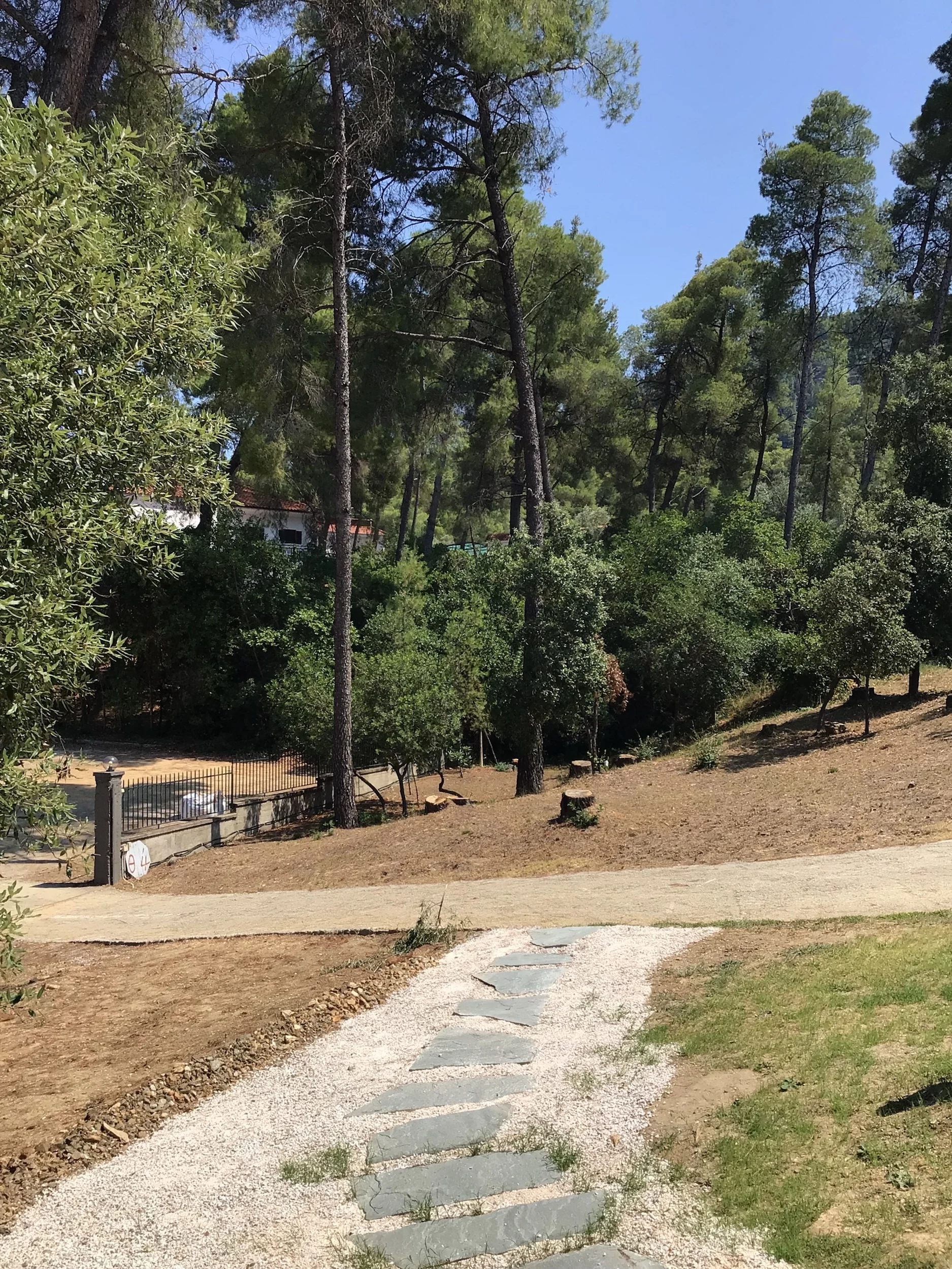 pine-cabin_1069 Θέα προς τα πεύκα από το Pine Cabin.